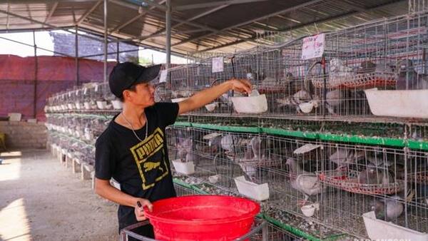 9X thành công từ mô hình nuôi chim bồ câu từ nguồn vốn tín dụng chính sách